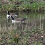 Bernache du Canada_10