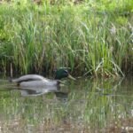 Canard colvert_11