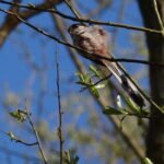 Orite à longue queue_15