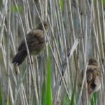 Rousserolle effarvate_24