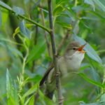 Rousserolle effarvate_26