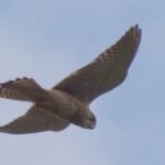 Faucon crécerelle_30