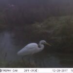 Grande Aigrette_1248