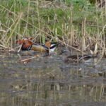 Canard mandarin_32