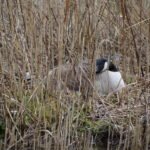 Bernache du Canada_33