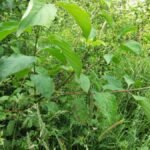 Cornouiller sanguin_1347