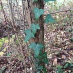 Lierre grimpant_1469