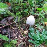 Coprin noir d’encre_1476