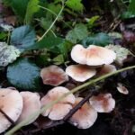 Collybie confluente_1477