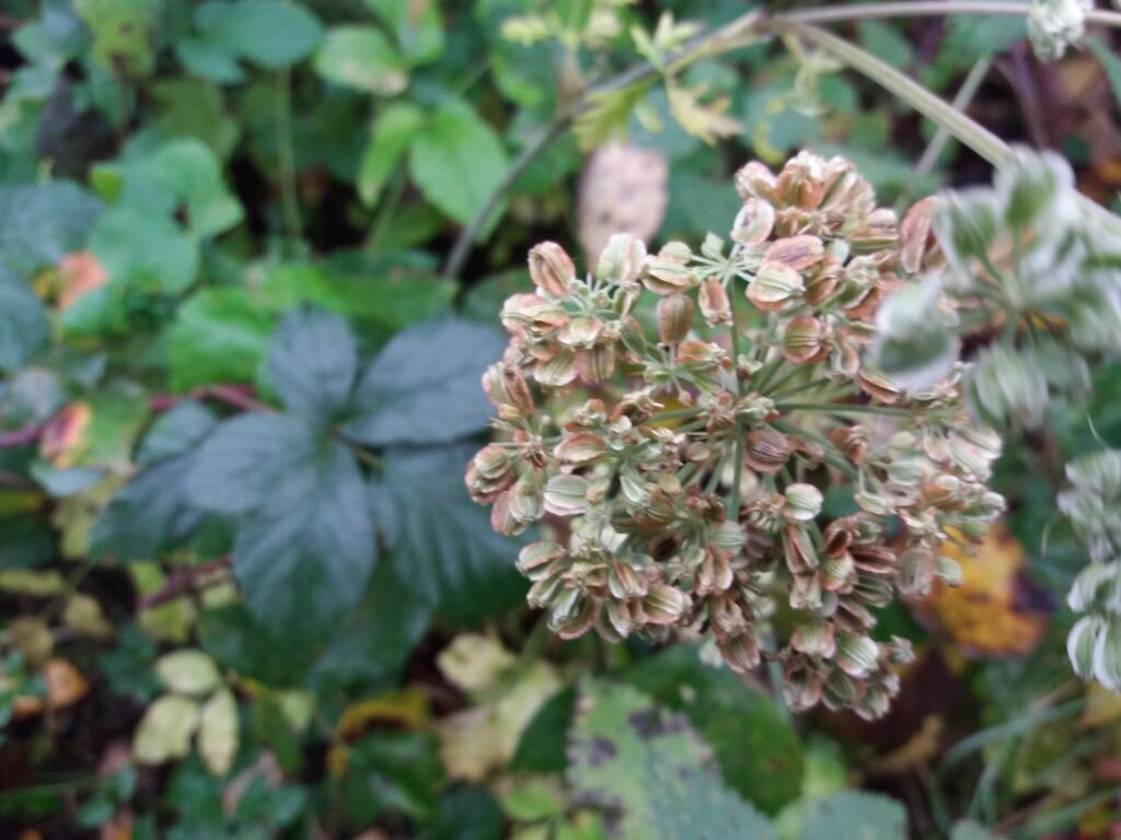 Angélique des bois_1471