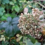 Angélique des bois_1471