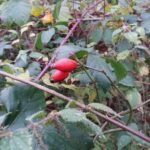 Rosier des chiens_1472