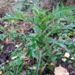 Laiteron potager_1474