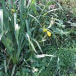 Iris des marais_1558