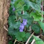 Lierre terrestre_1661