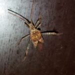 Punaise américaine_1815