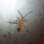 Punaise américaine_1816