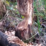 Castor d’Europe_1818