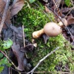 Vesse-de-loup en forme de poire_1820