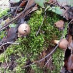 Vesse-de-loup en forme de poire_1821