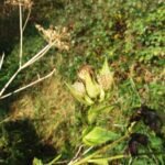 Cirse faux-épinard_1974