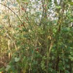 Rosier des chiens_1973