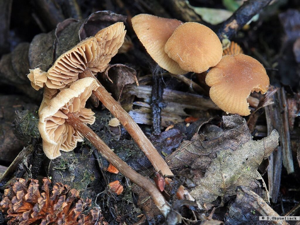 Alnicola striatula_508