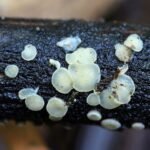 Belonopsis retincola_504