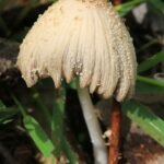 Coprin domestique_486