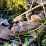Crapaud commun_167