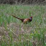 Faisan de Colchide_447