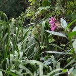 Balsamine de l’Himalaya_599