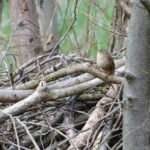 Troglodyte mignon_1989