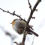 Rougegorge familier_1988