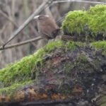 Troglodyte mignon_652