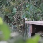 Bergeronnette des ruisseaux_904