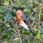 Bouvreuil pivoine_1214