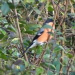 Bouvreuil pivoine_1216