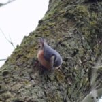 Sittelle torchepot_149