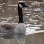 Bernache du Canada_151