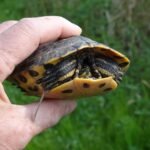 Tortue de Floride_212