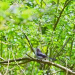 Orite à longue queue_286