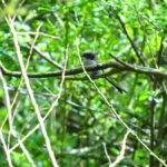 Orite à longue queue_287