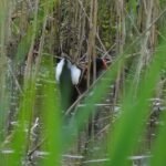 Gallinule poule-d’eau_288