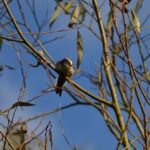 Orite à longue queue_1220