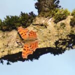 Robert-le-diable_135