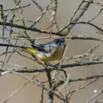 Bergeronnette des ruisseaux_1825