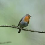 Rougegorge familier_1849