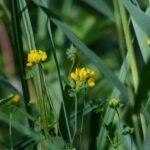 Lotier des marais_1410