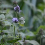 Piéride du navet_1940